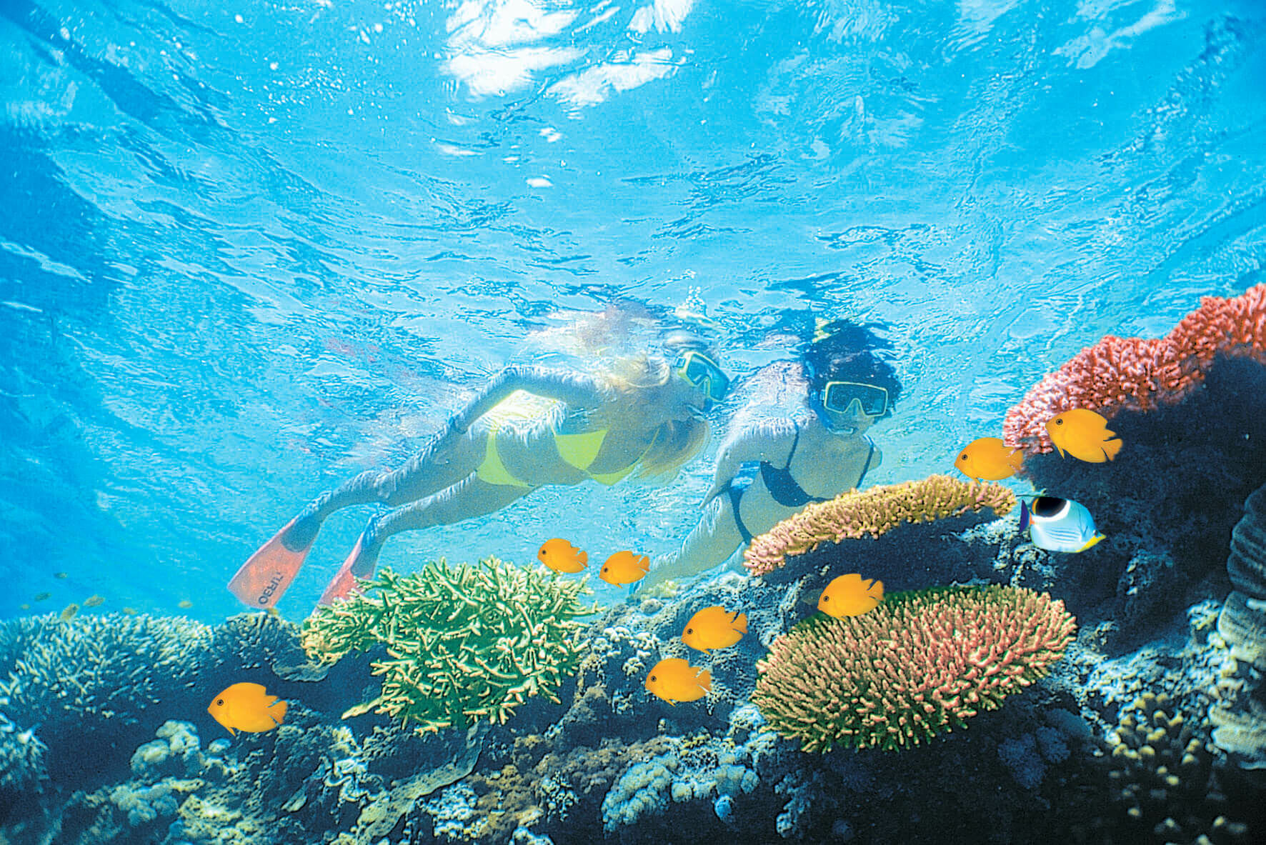 Things To Do In The Great Barrier Reef Tourism Whitsundays The