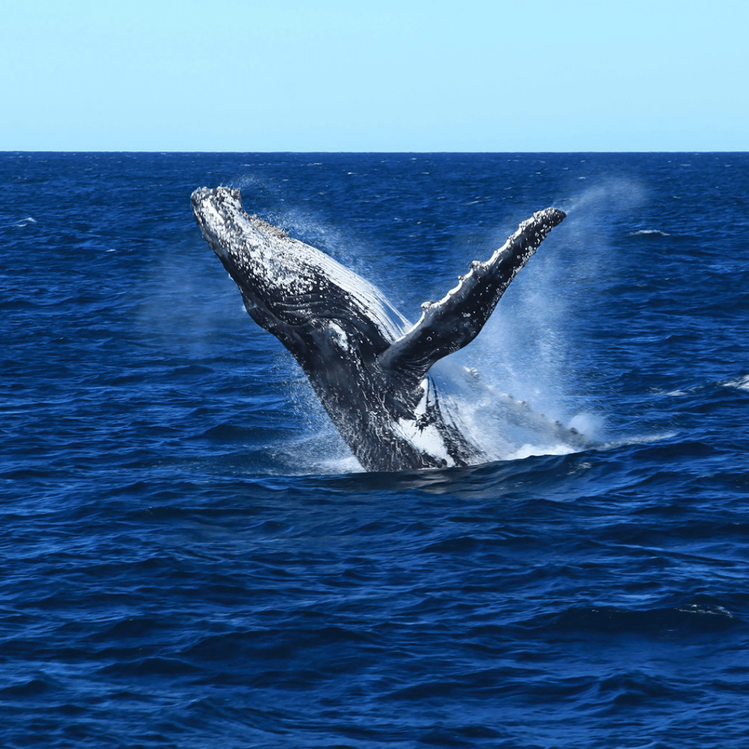 Whales in The Whitsundays - The Whitsundays